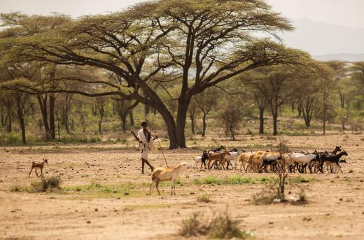 Een veehouder met zijn dieren in Afar, Ethiopië.