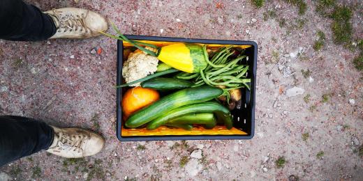 Opbrengst uit Joosts moestuin