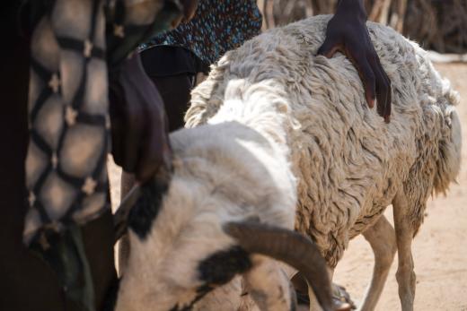 Beeld Turkana, Kenia