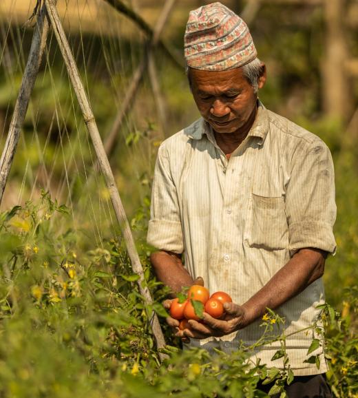 Tomatenoogst West-Nepal (aangepast formaat)