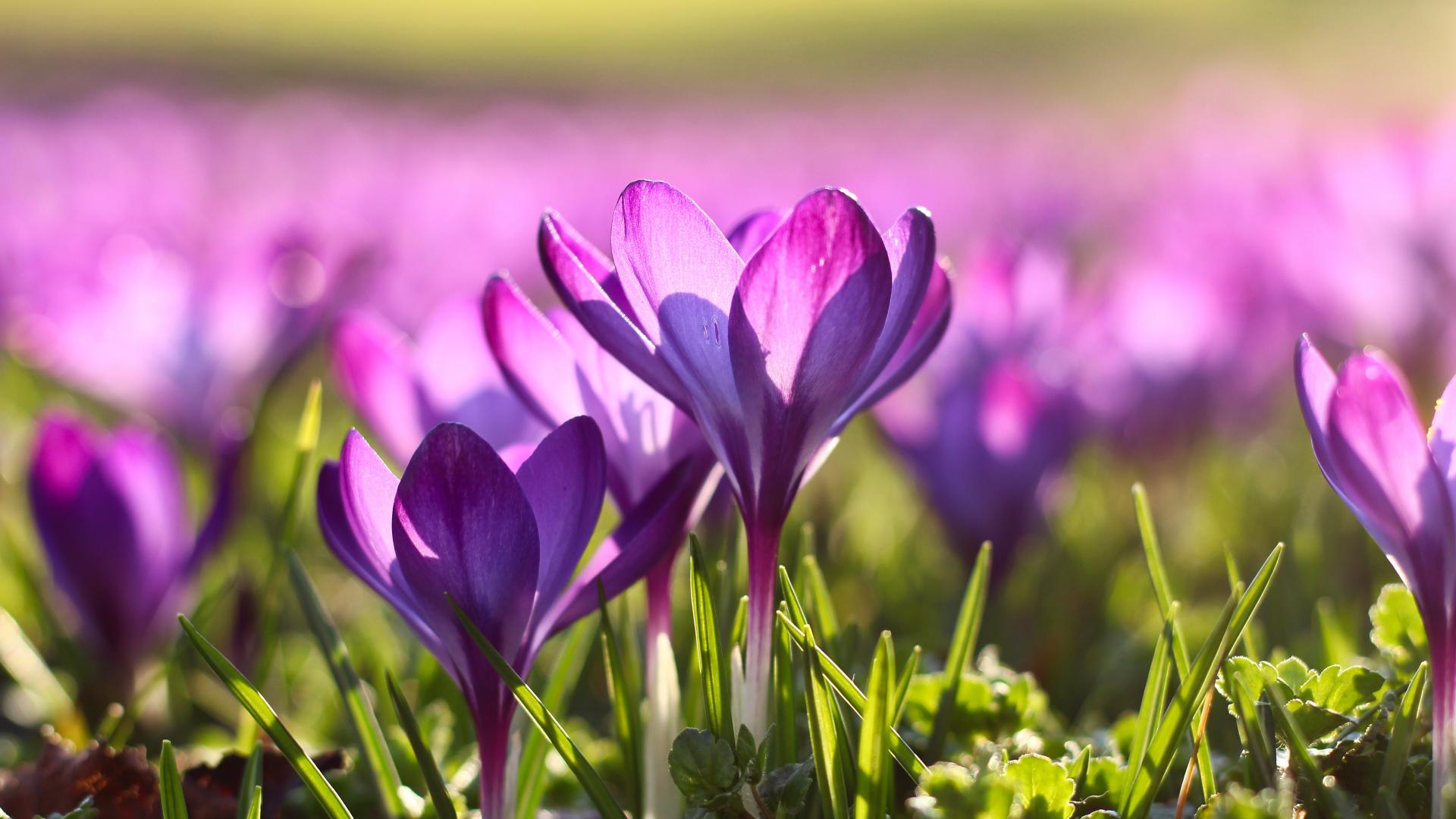Paarse bloemen