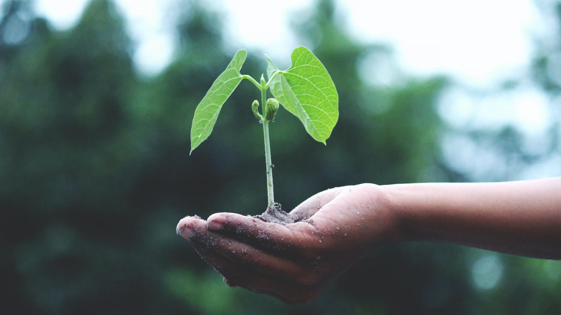 Plantje Duurzaamheid - Foto: Akil Mazumder via Pexels