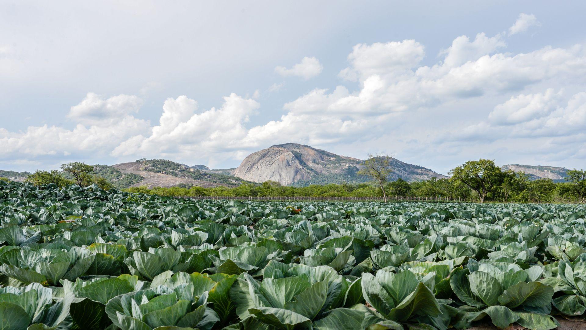 duurzame landbouw in Zimbabwe