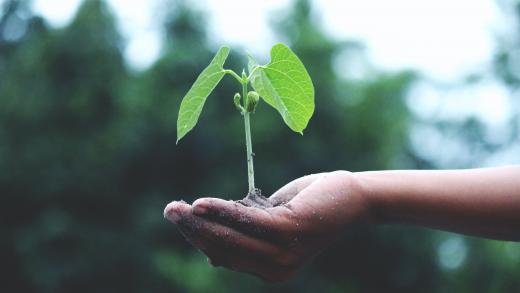 Plantje Duurzaamheid - Foto: Akil Mazumder via Pexels