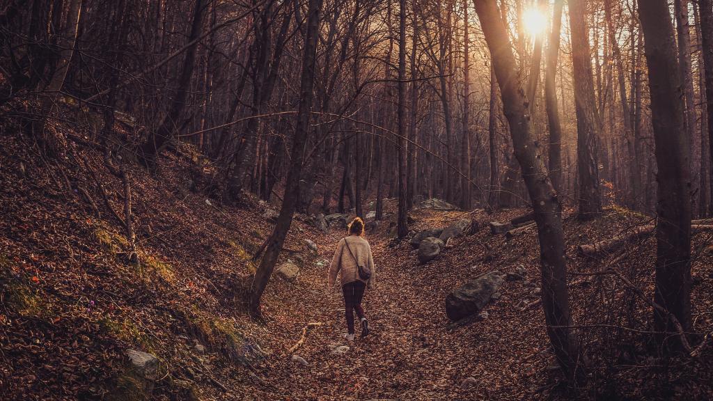 Wandelen in het bos - Foto: Cristina Gottardi via Unsplash