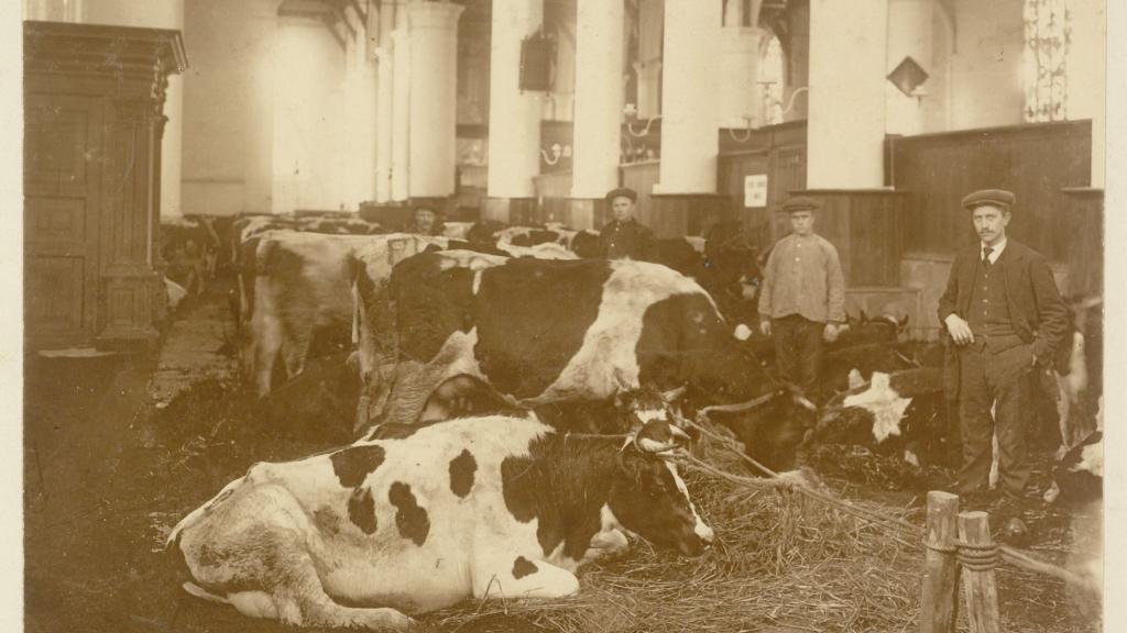 Koeien in de kerk