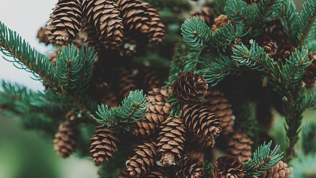 een groene kerst