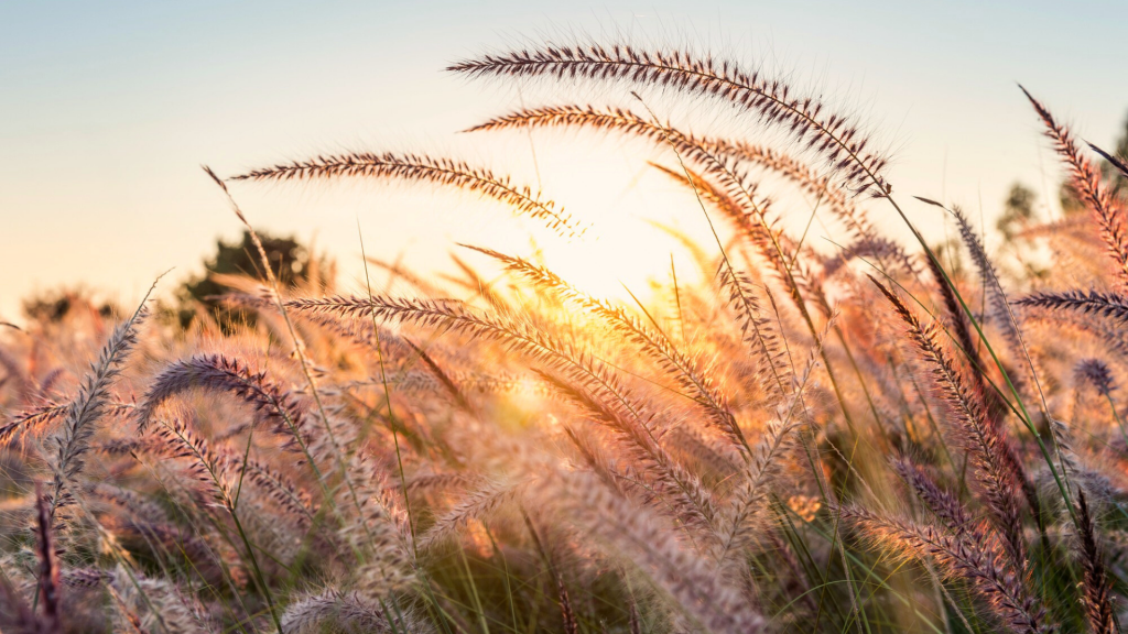 De foto toont een frisse zonsopgang boven een veld van graan. 