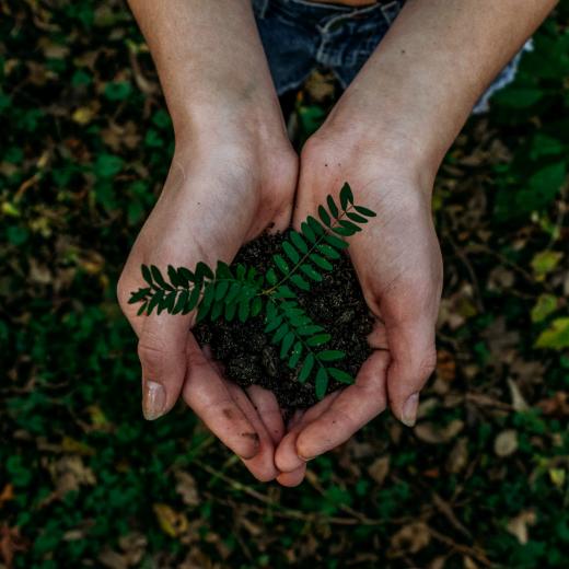 Handen met plantje - duurzaamheid - Foto: Noah Buscher via Unsplash