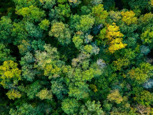 Bossen (shutterstock)