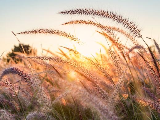 De foto toont een frisse zonsopgang boven een veld van graan. 