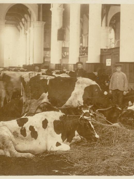 Koeien in de kerk