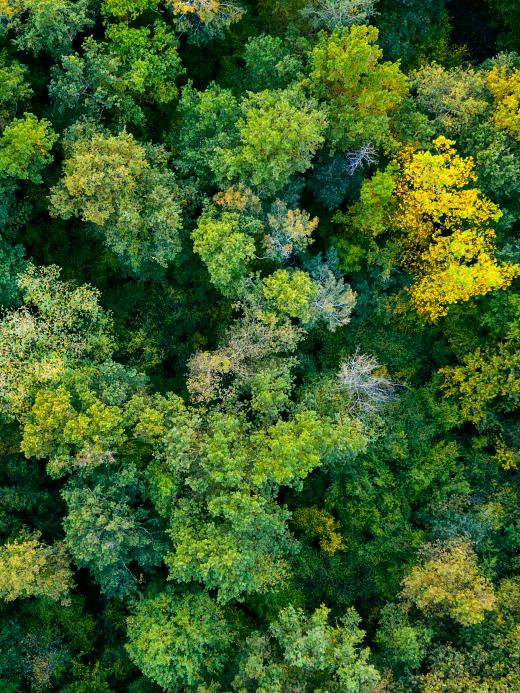Bossen (shutterstock)