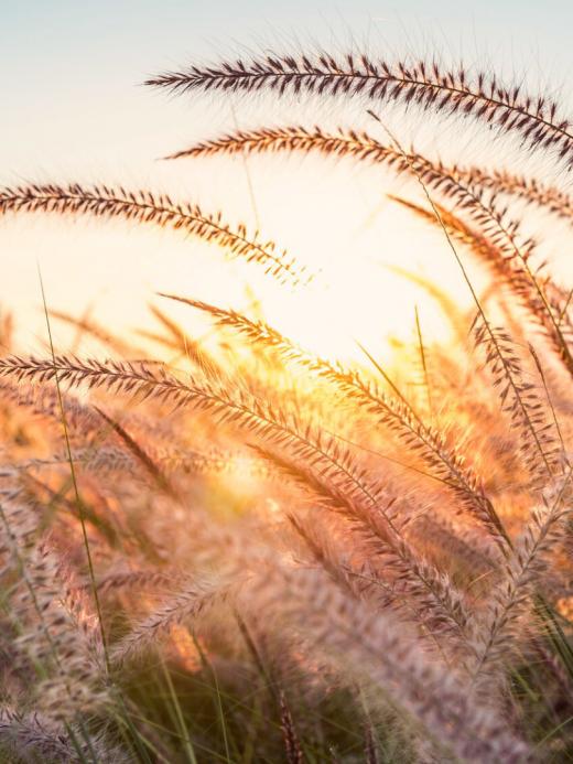 De foto toont een frisse zonsopgang boven een veld van graan. 