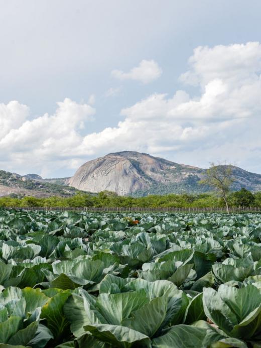 duurzame landbouw in Zimbabwe